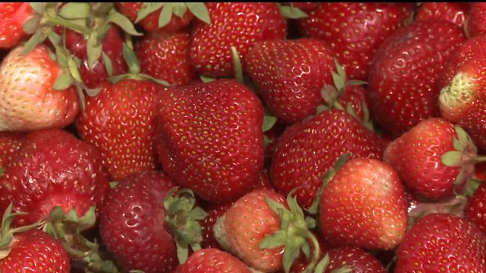 Strawberry picking season starts north of the Quad Cities