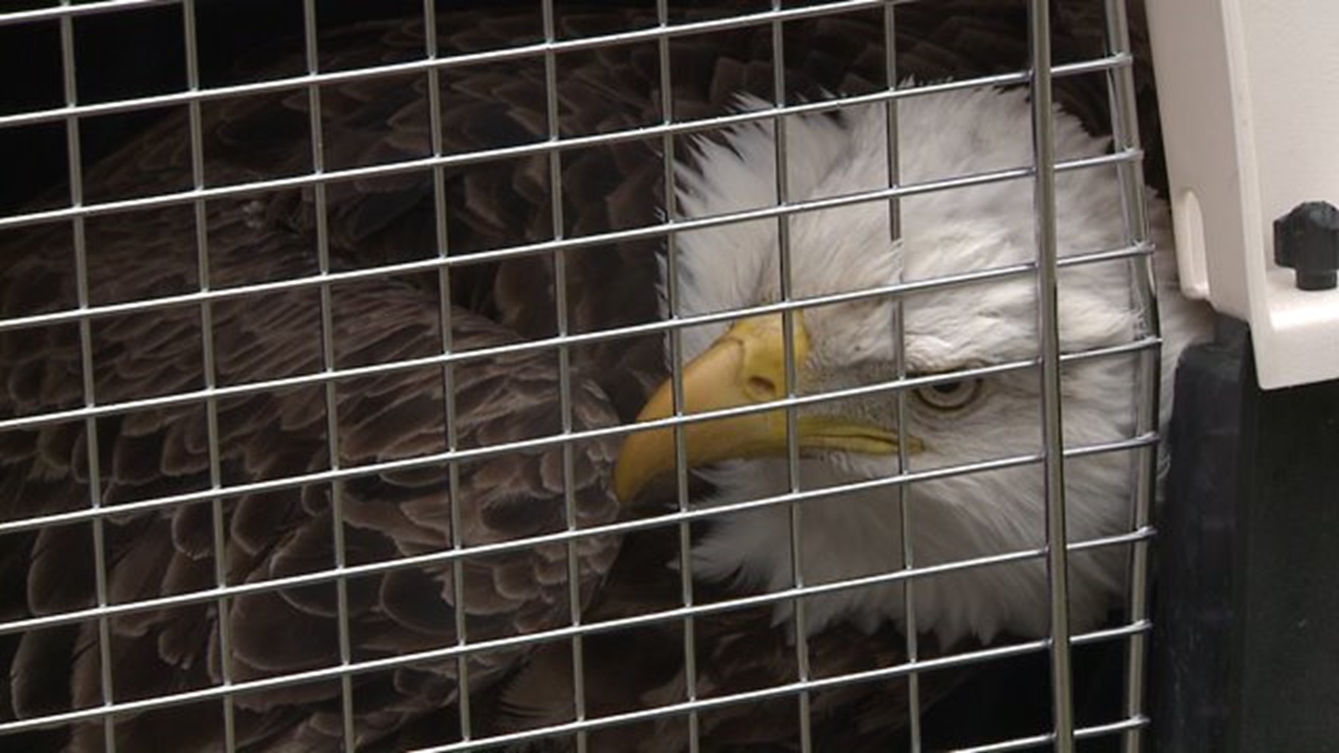 Bald eagle rescued after falling from tree in Bettendorf