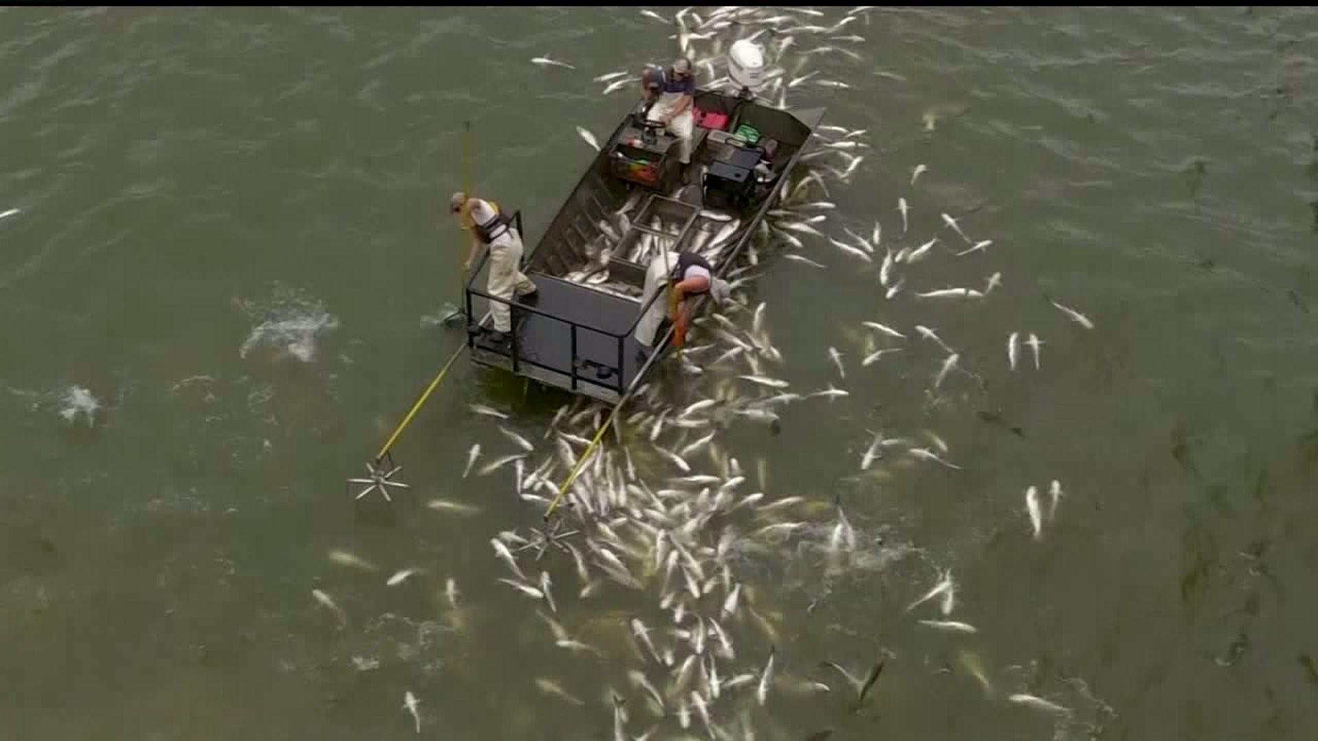Kentucky Is Using Shocking Boats To Collect Invasive Asian Carp Population Wqad Com