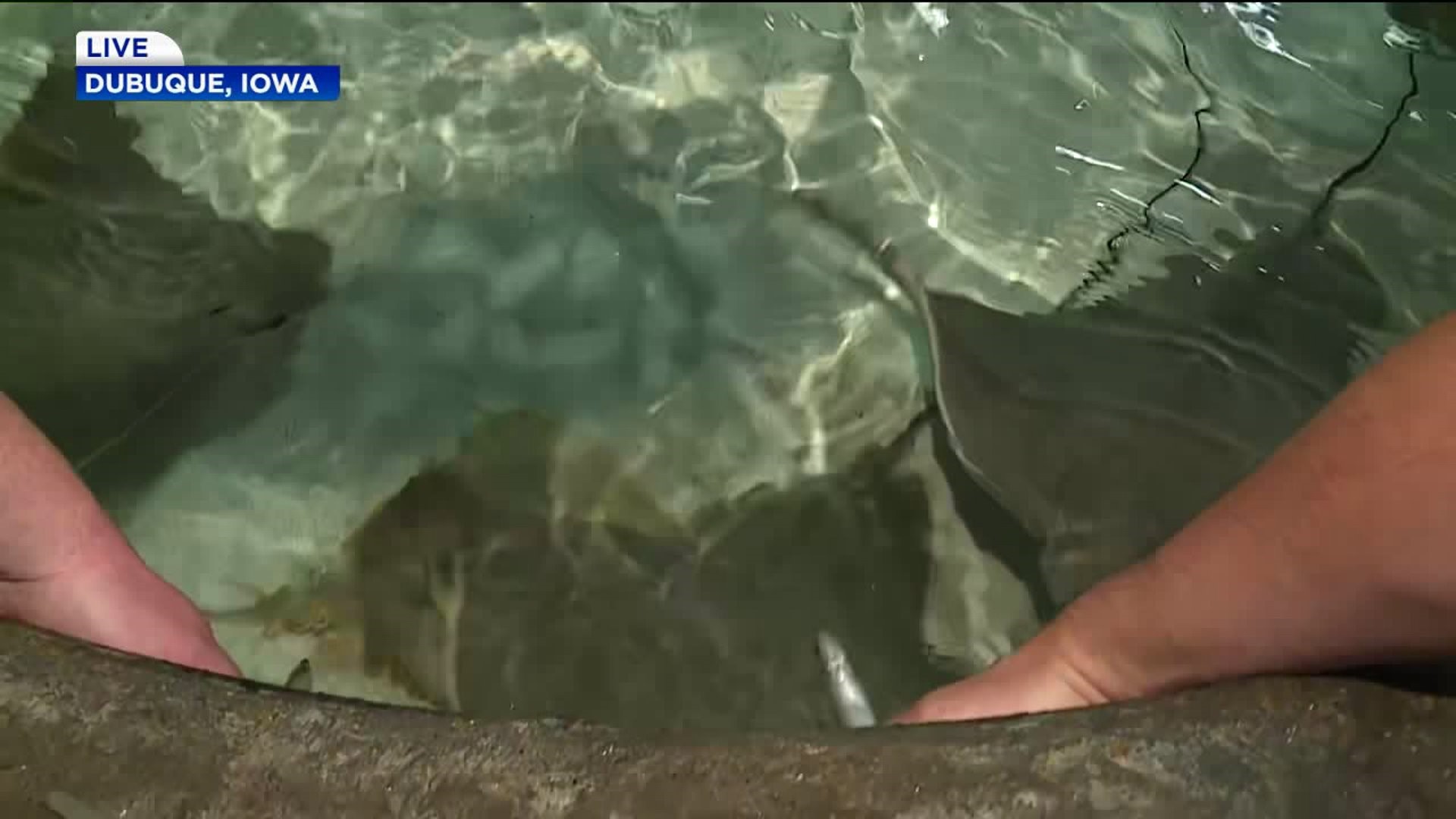 GMQC Road Trip Day #5: Eric Feeds the Sting Rays