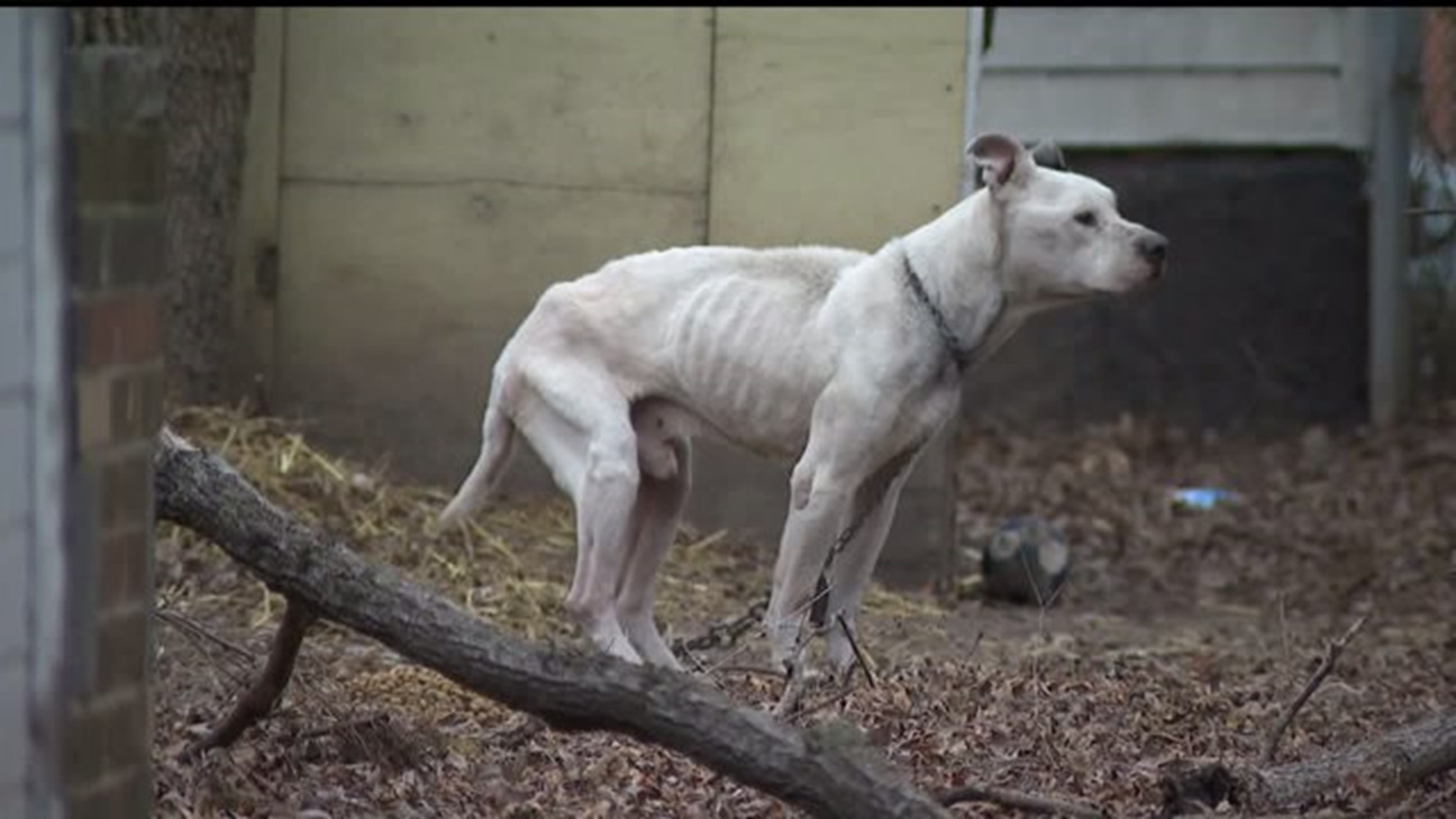 Emaciated dog rescued after being left in the cold