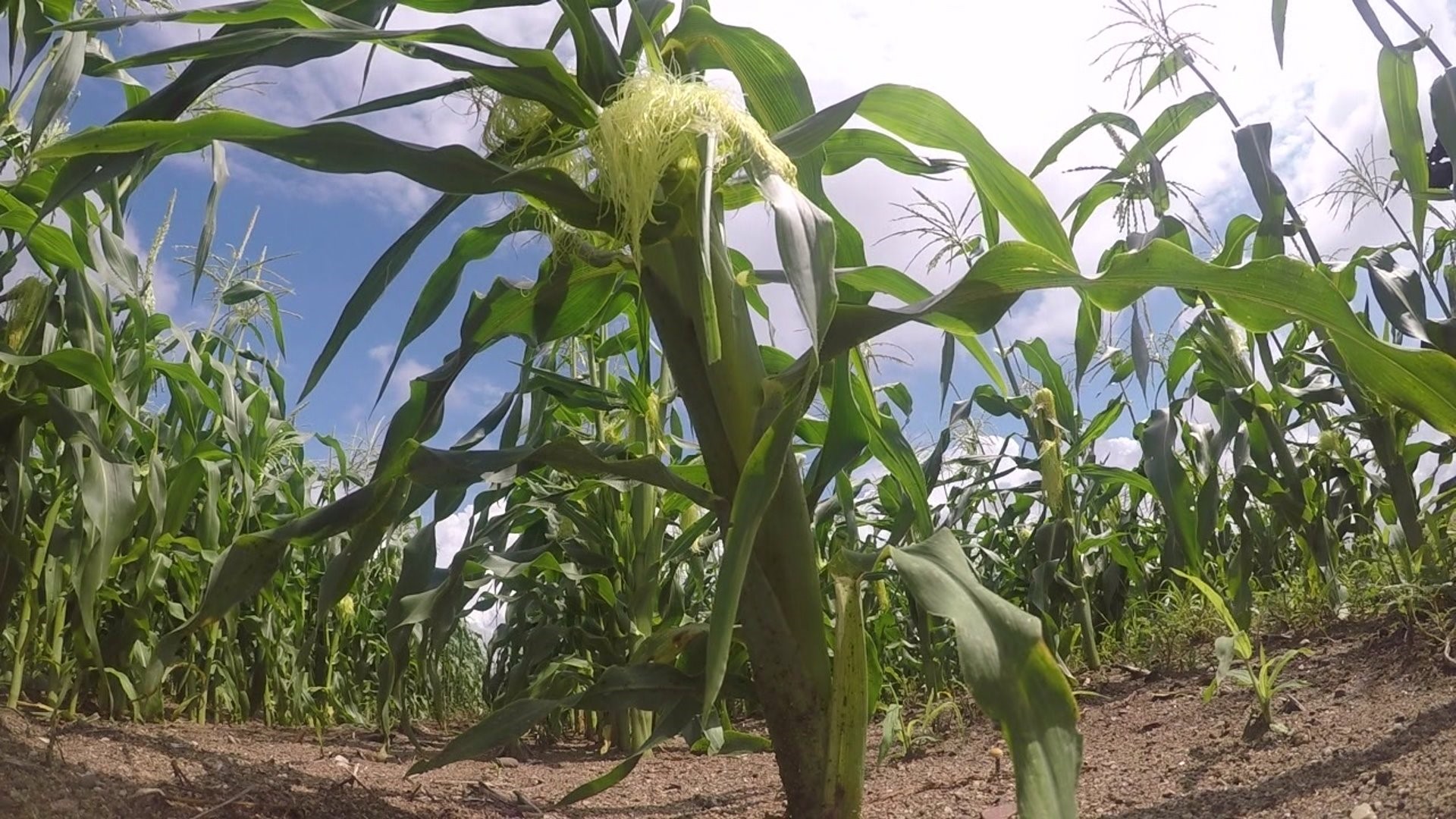 Sweet corn season comes early