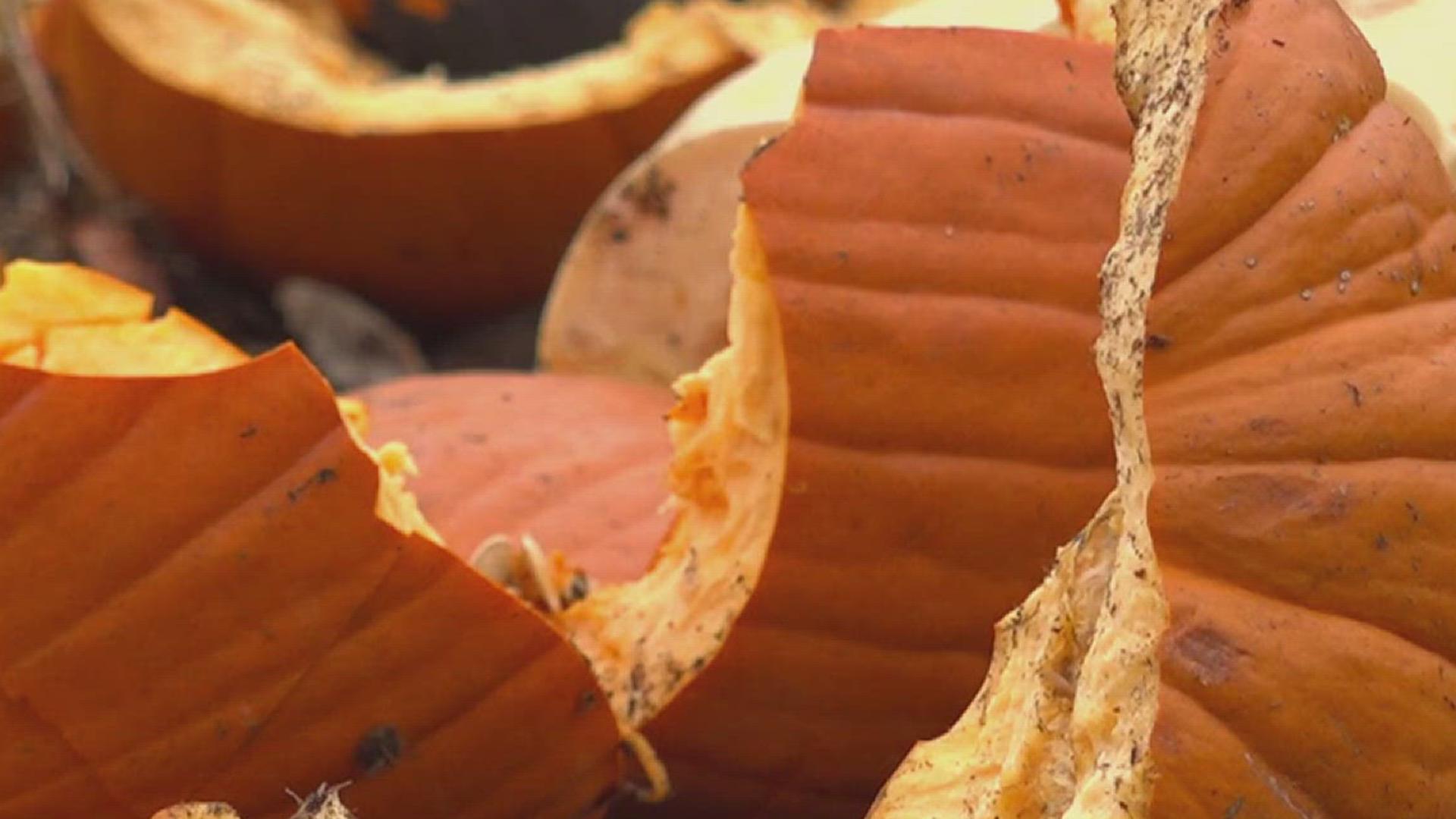 The farm's animals enjoy an all-you-can eat buffet from the pumpkins.