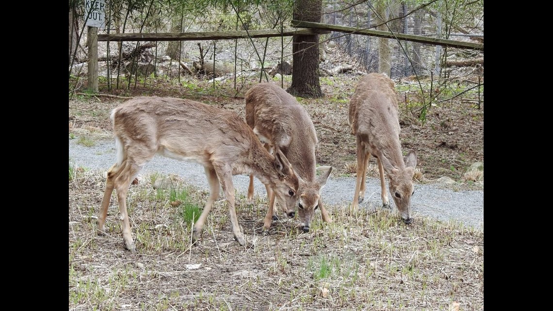 deer supplement feed