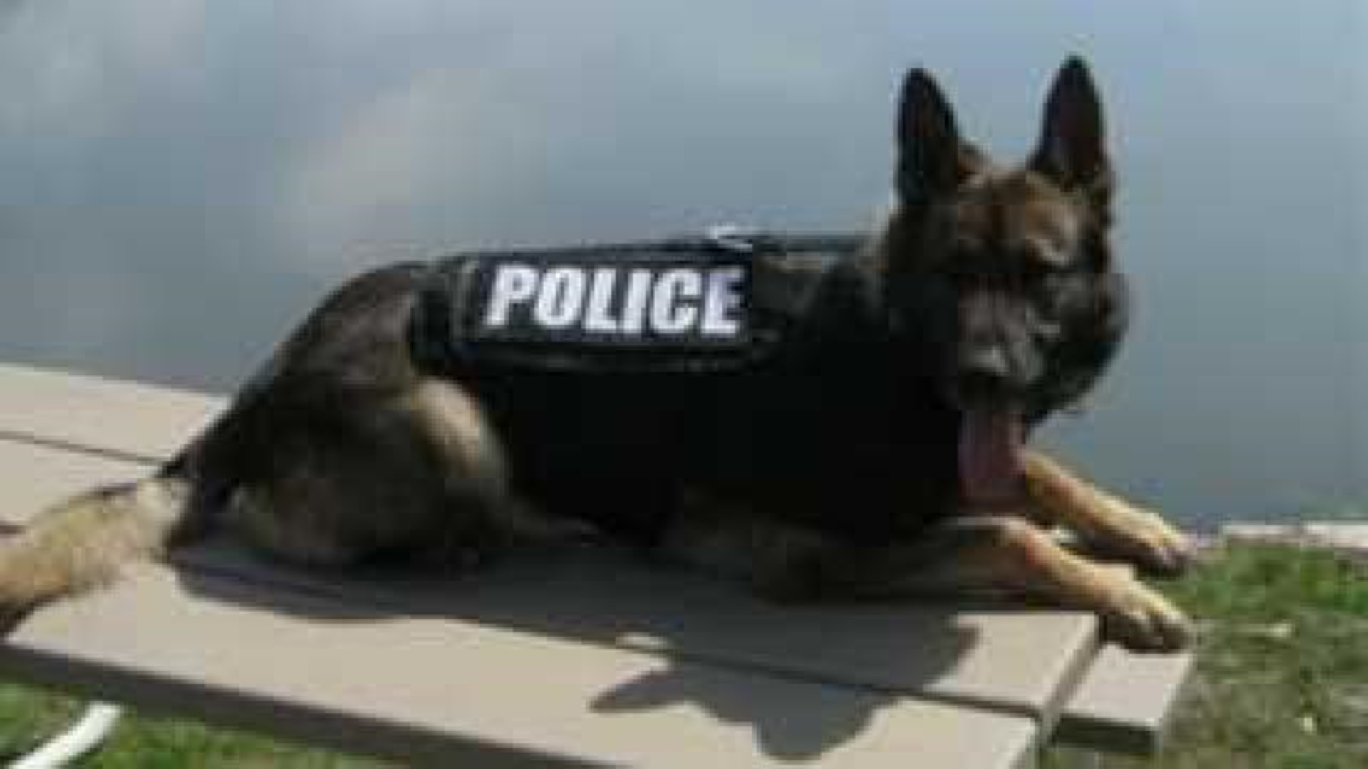 Geneseo police remember K-9 colleague