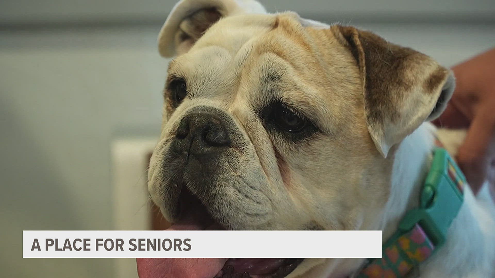 Pepper's Senior Dog Sanctuary, located in Littleton, Colorado -- has become a safe haven for senior dogs, providing them a place to celebrate retirement.