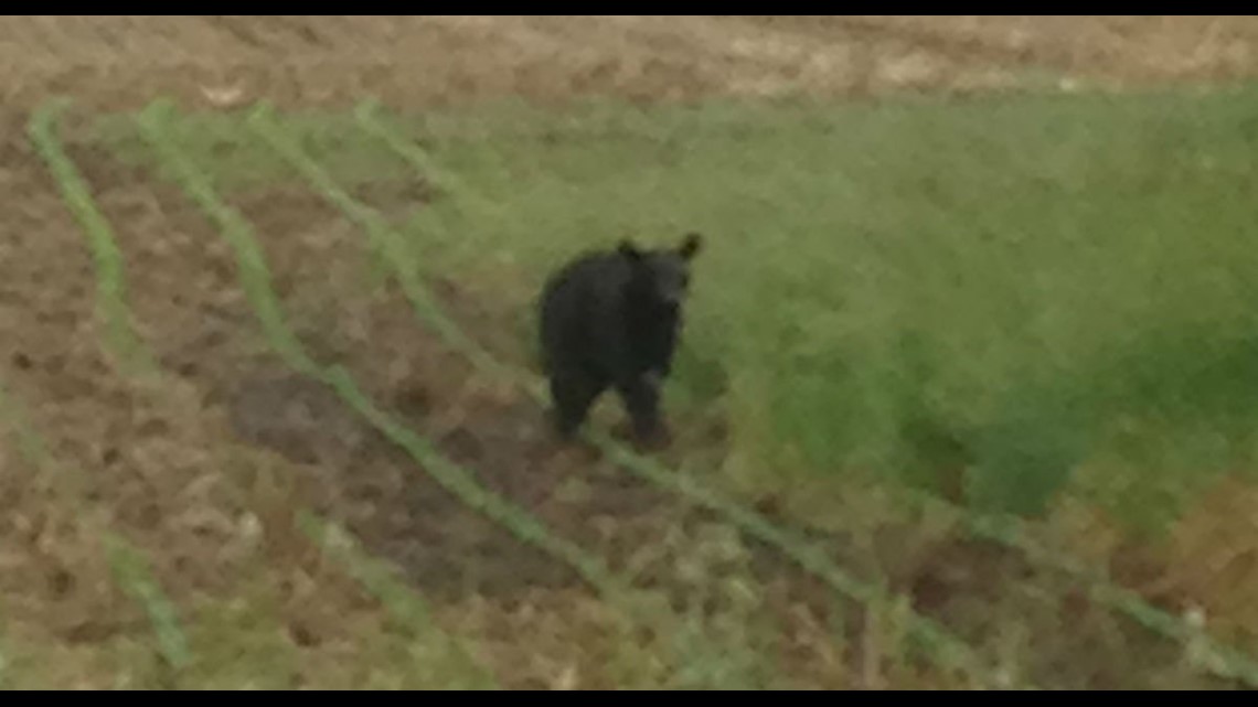 Photos Illinois warned to avoid bear spotted for second time in a