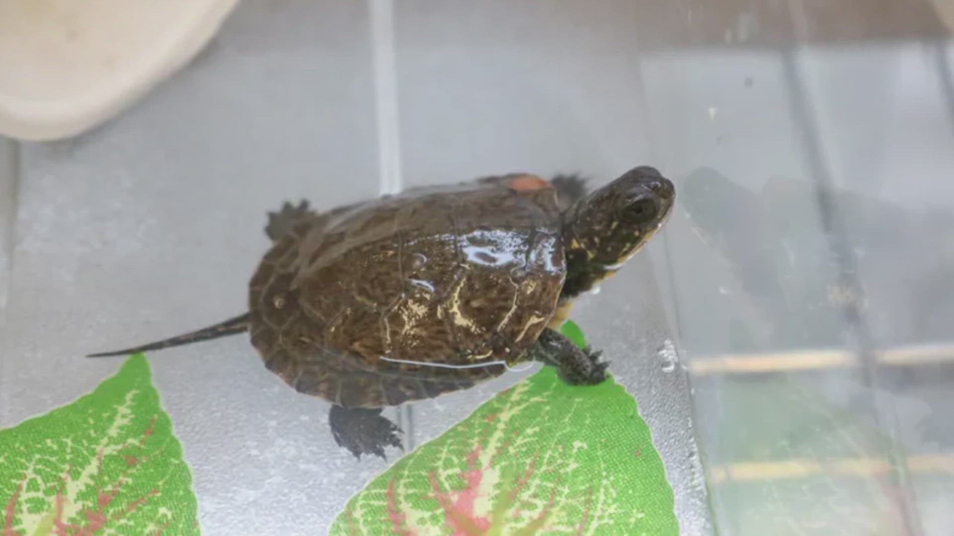 The Blanding's turtle is native to Iowa. Habitat loss and low nest success have left the species with a declining population.