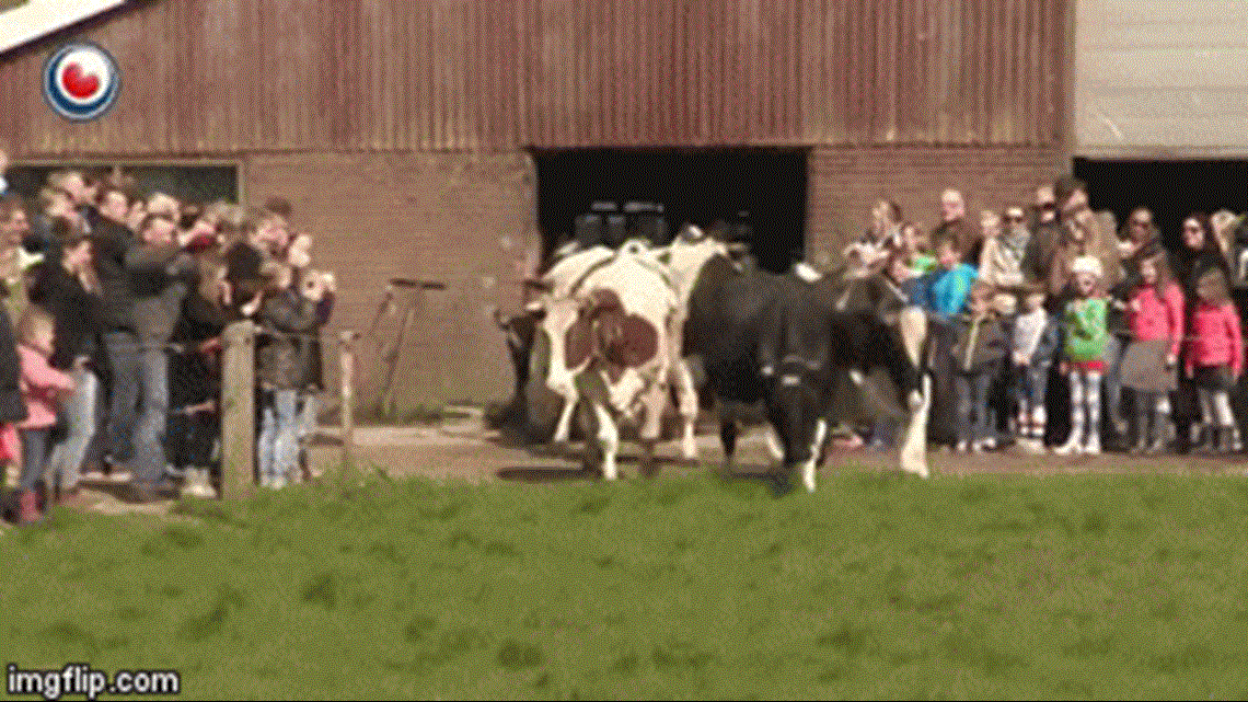 Excited cows skip into field after being released from barn | wqad.com
