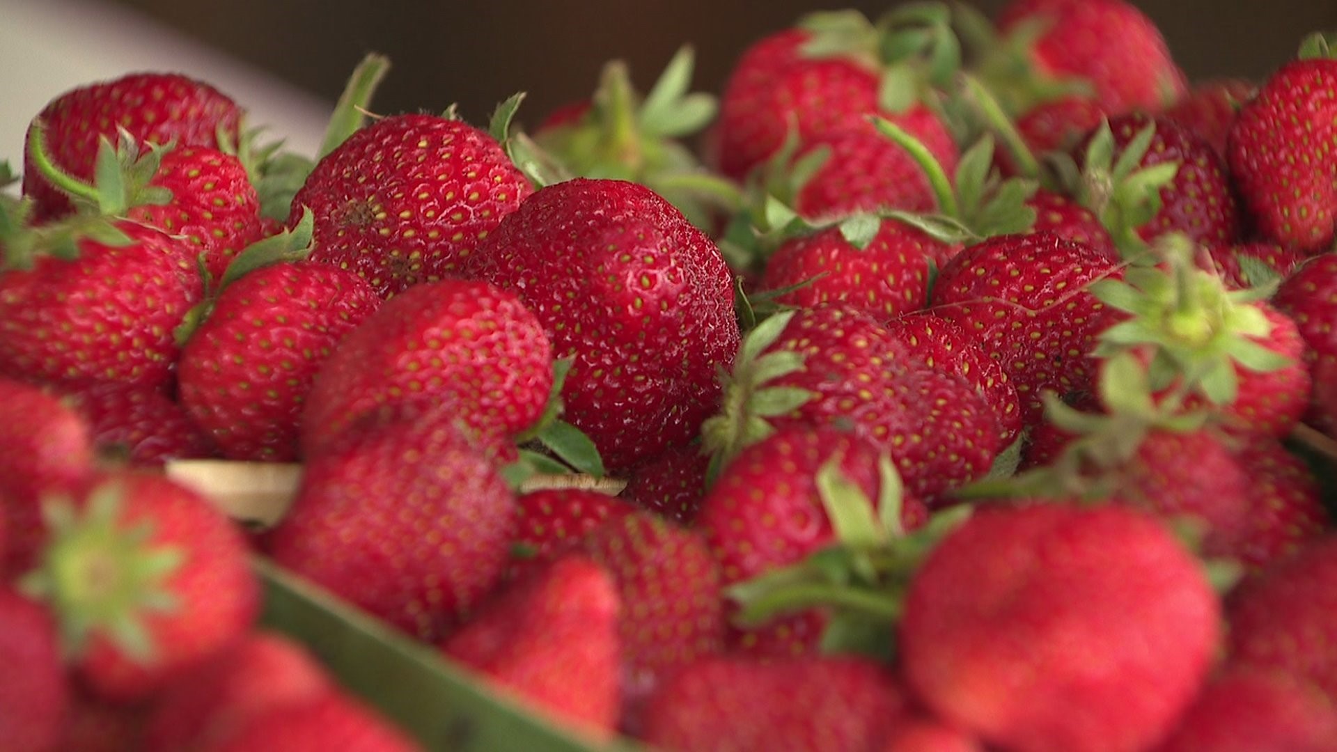 Pride of the Wapsi debuts 2018 strawberry crop in Long Grove, Iowa