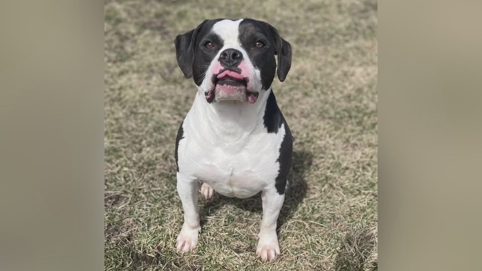 After waiting 856 days at QC Paws in Moline, 6-year-old pitbull mix Carl has finally been adopted into his "furever" home. 
