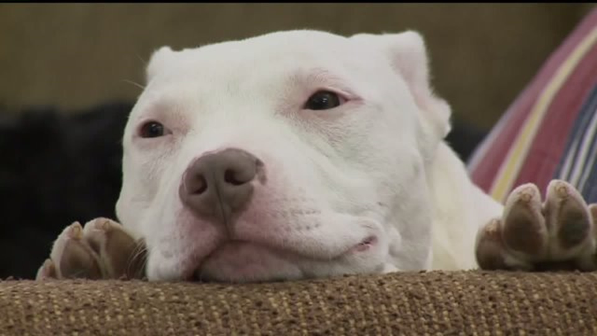 Muscatine Pit Bull Ban