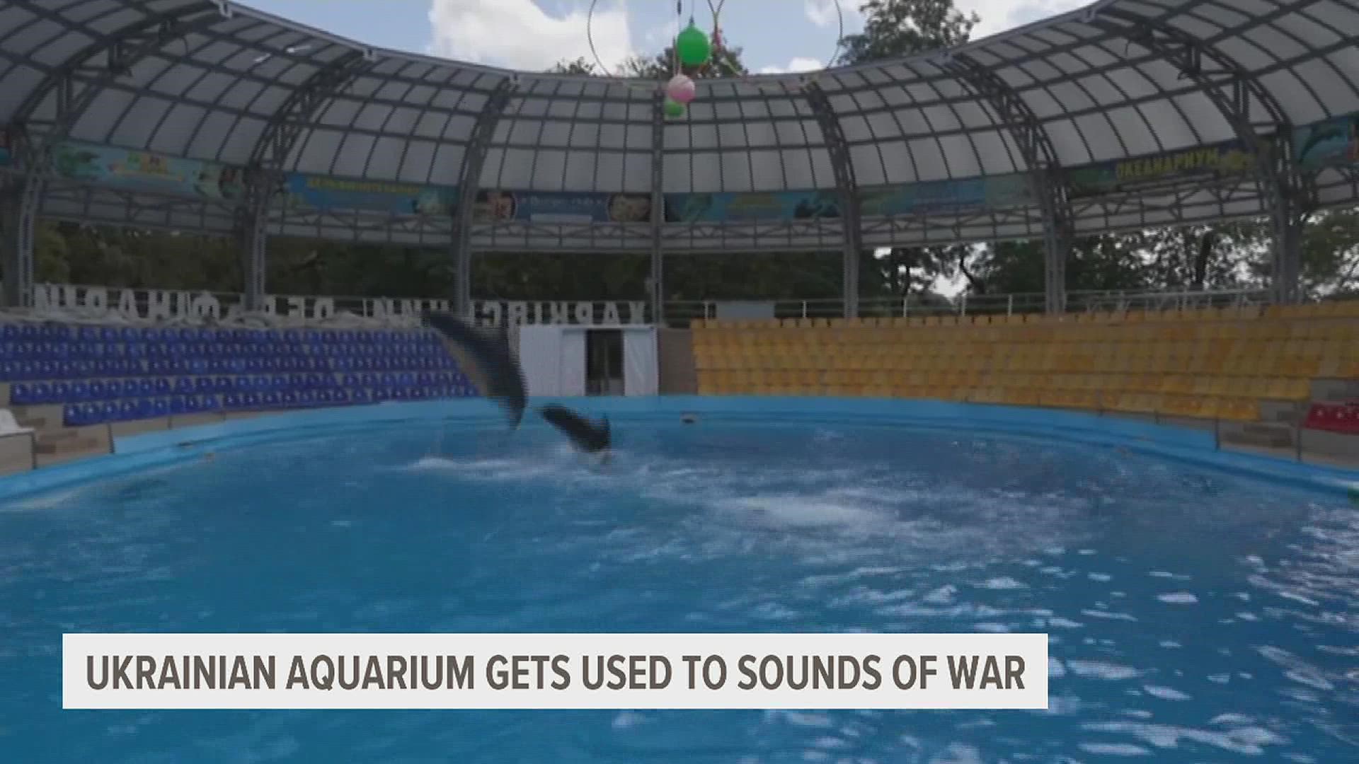 Since the war is trapping three dolphins and two belugas in the aquarium, the animals and their keepers are getting used to the stressful sounds of war.