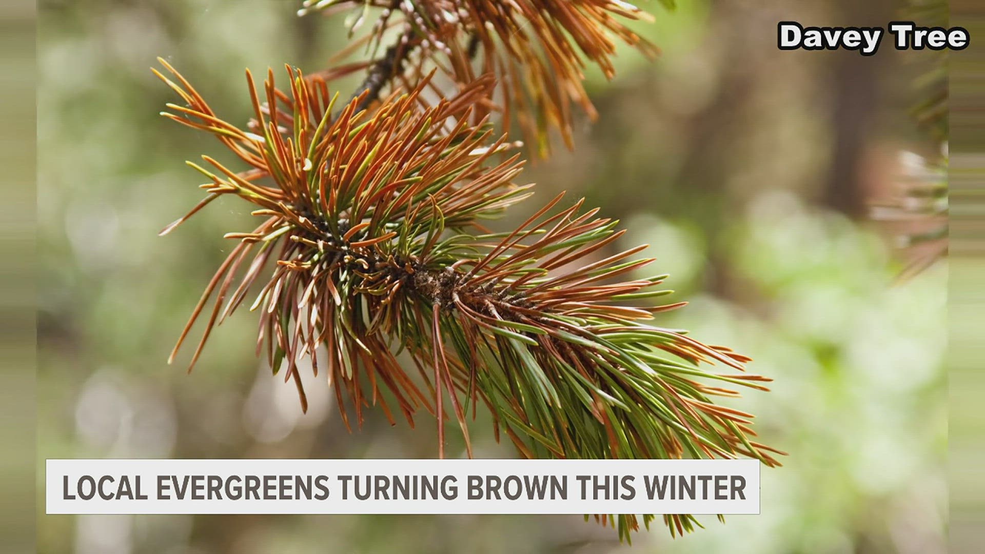 If you're noticing brown and yellow needles on your evergreens, check out these tips on bringing your tree back to life this winter.