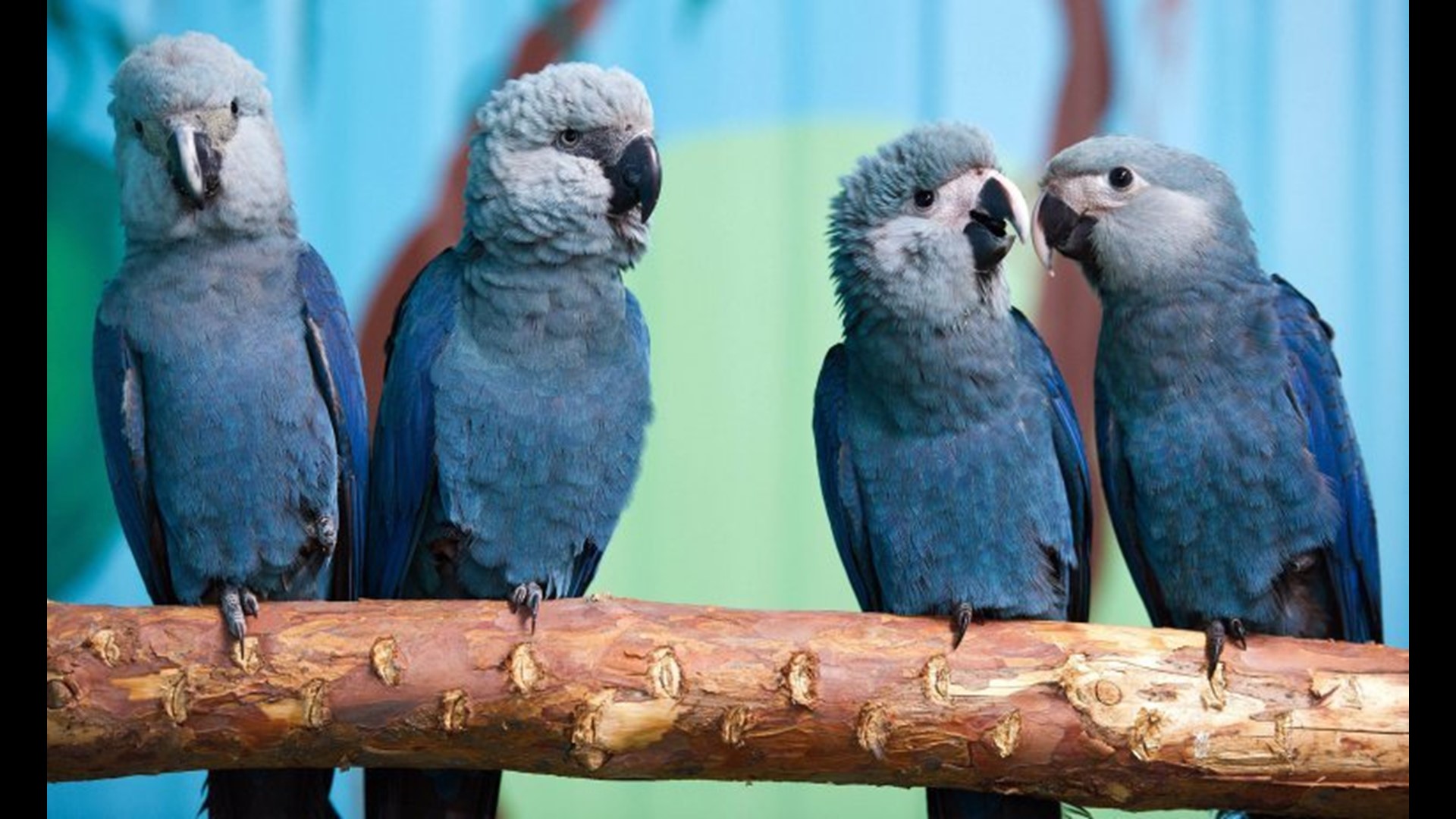 Blue bird from ‘Rio’ movie now extinct in the wild | wqad.com