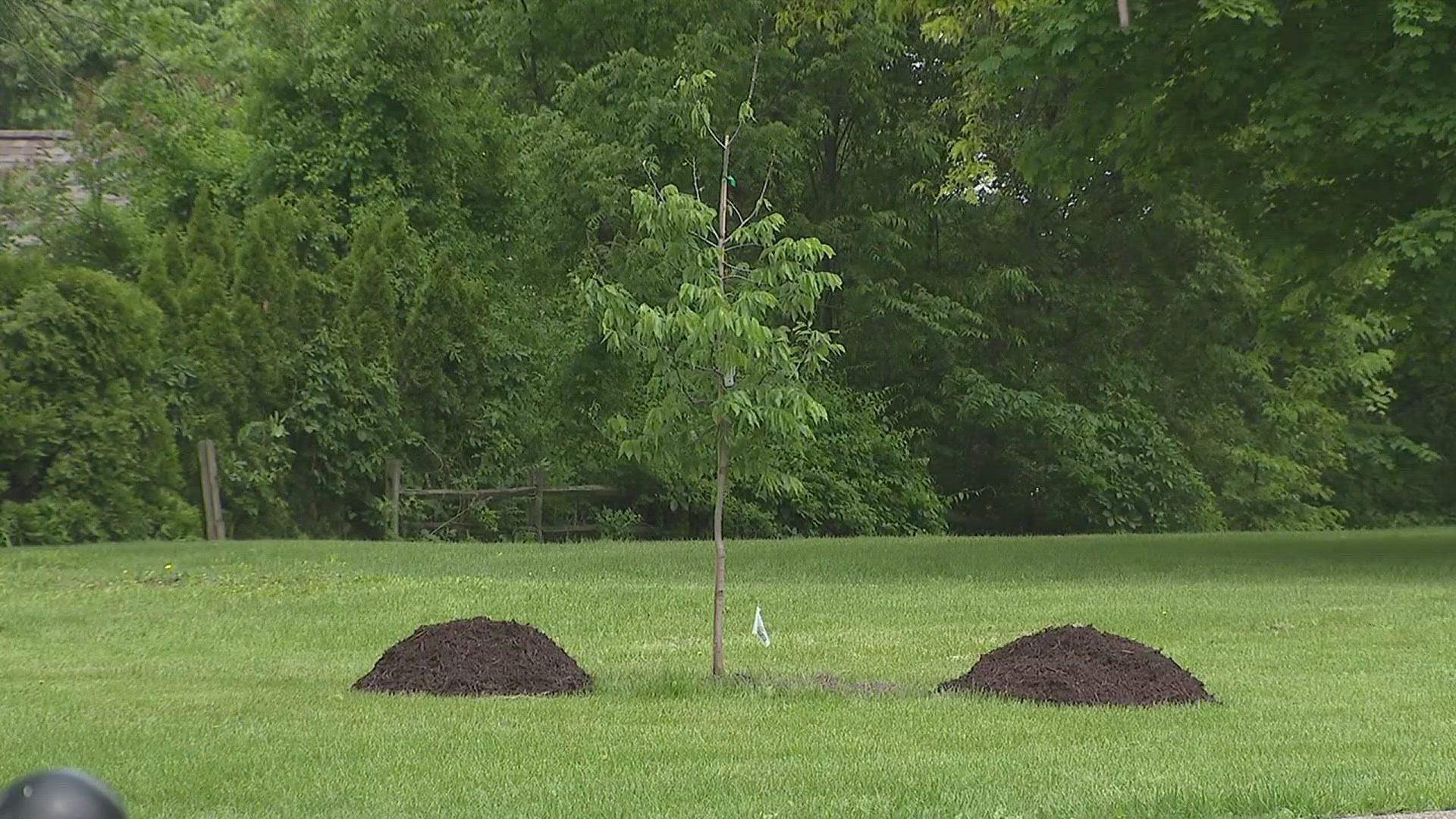 The department is working to replace trees lost to the 2020 derecho or insect infestations.