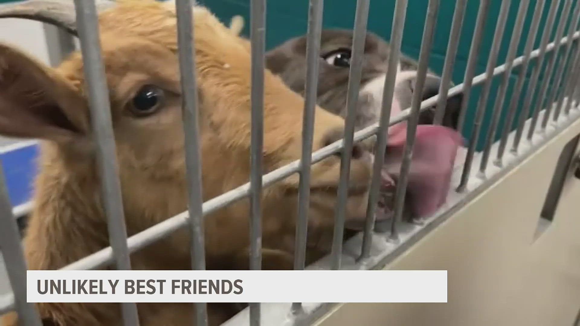The unlikely duo was surrendered to a shelter and now they are up for adoption.
