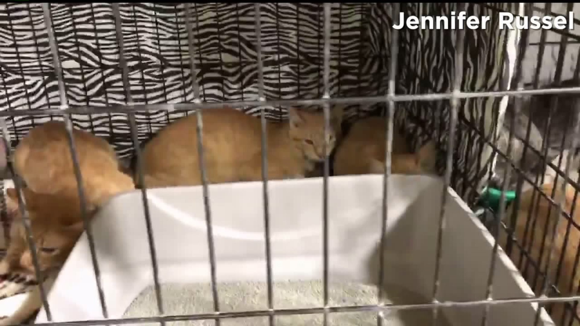 Dozens of Cats rescued from home in Kewanee
