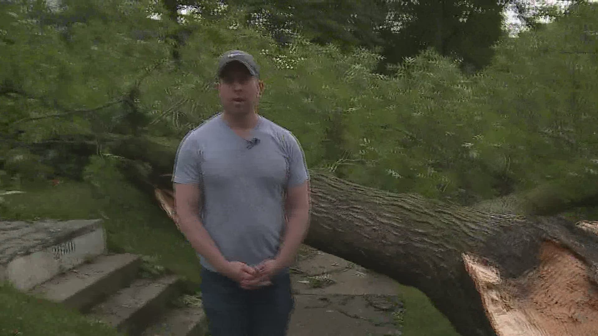 Strong winds tear down trees in East Davenport during derecho