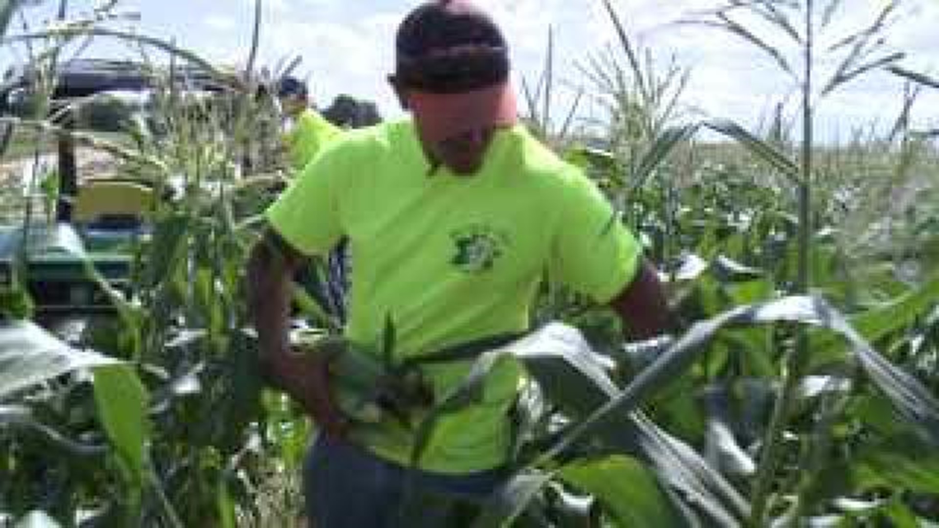 Magnolia Crest Farms expectng bumper sweet corn crop