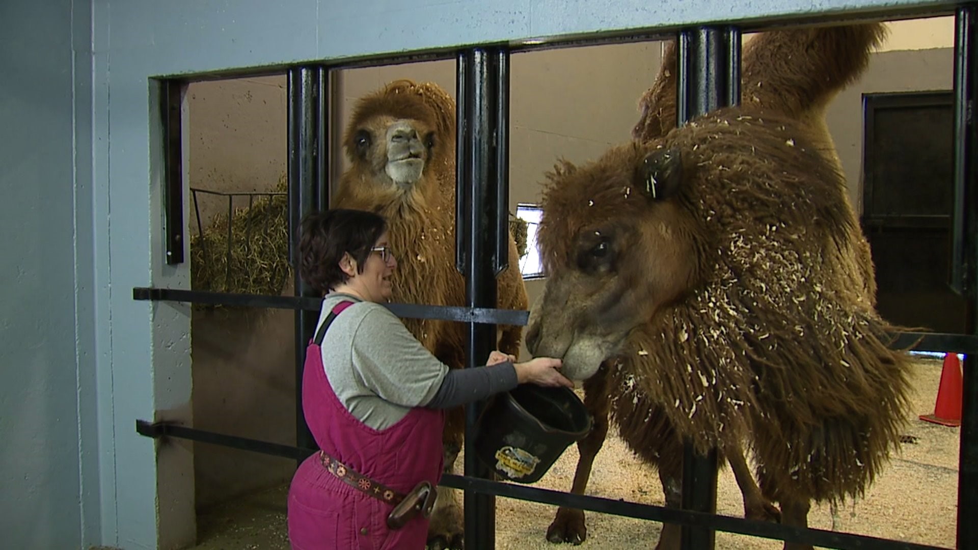 Zookeepers care for Niabi Zoo animals in frigid cold