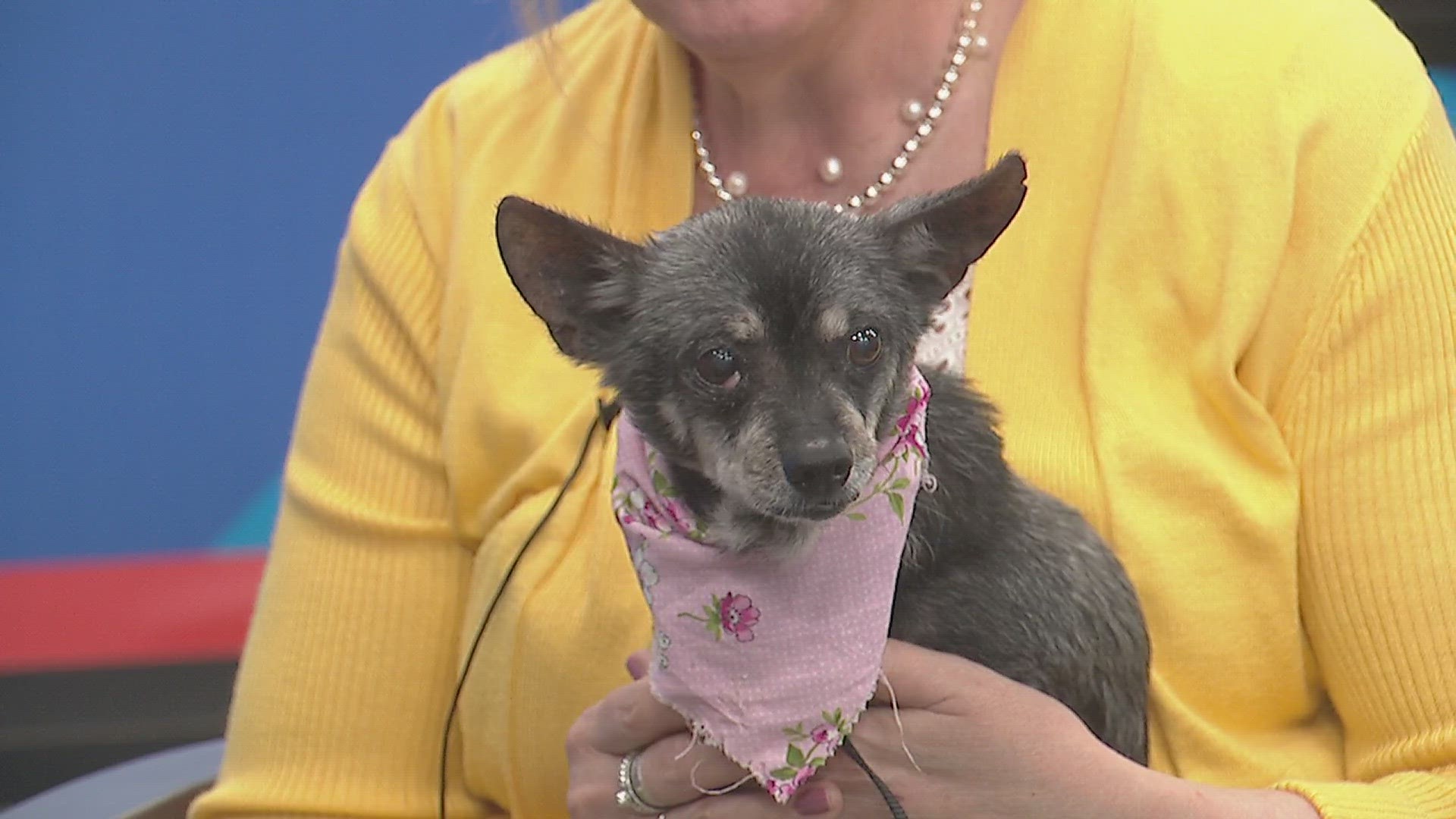 Little Miss was brought to the Quad City Animal Welfare Center from a shelter down south. Don't let her age fool you! She's as sweet as sugar.