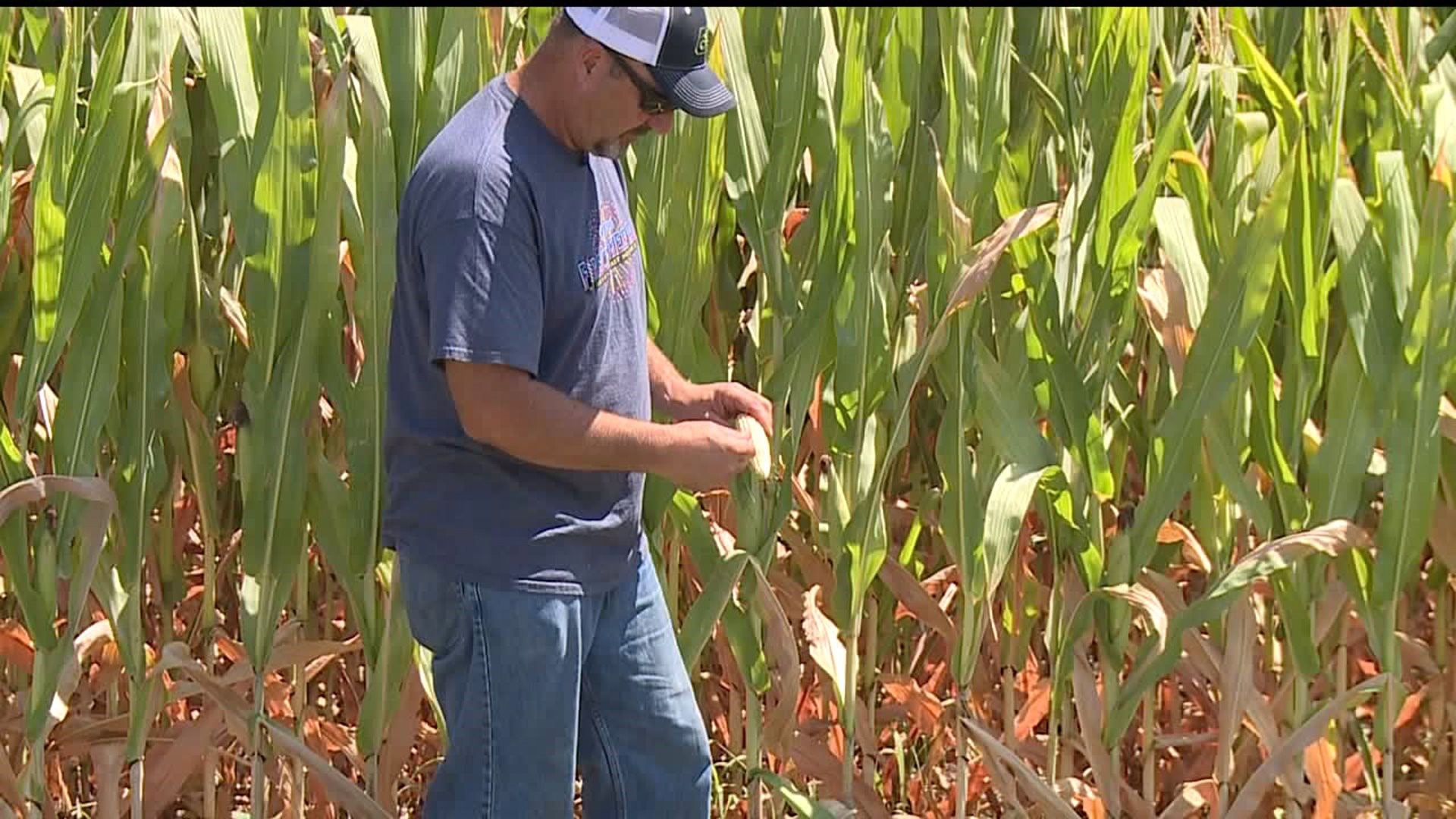 Corn and soybean farmers face uncertainty as drought drags on