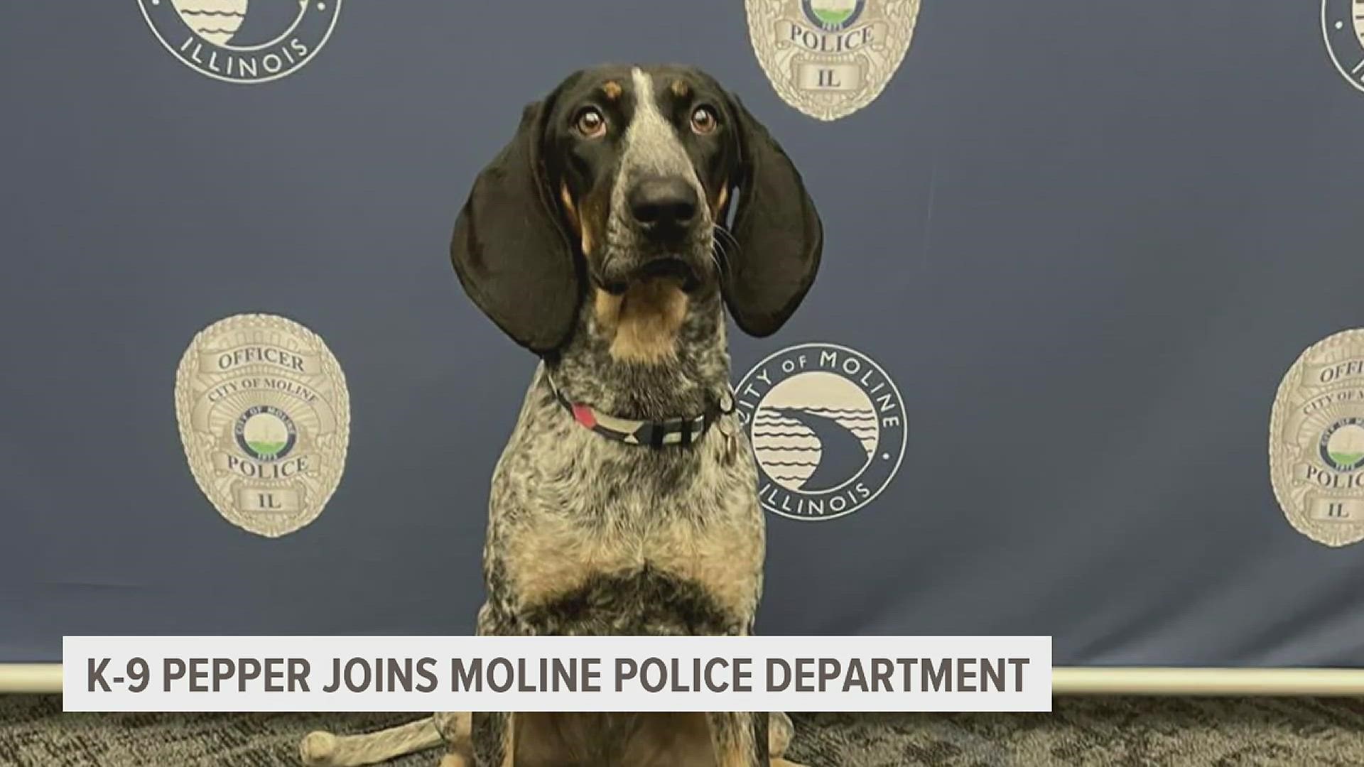 The Moline Police Department has a new police officer, and her name is Pepper! The Bluetick Coonhound was rescued in Florida after Hurricane Ian made landfall.