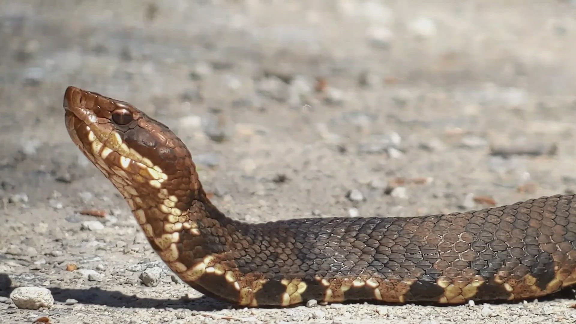 LaRue Road in Shawnee National Forest is the only road in the world that closes to cars for a bi-annual snake and reptile migration in the spring and fall.