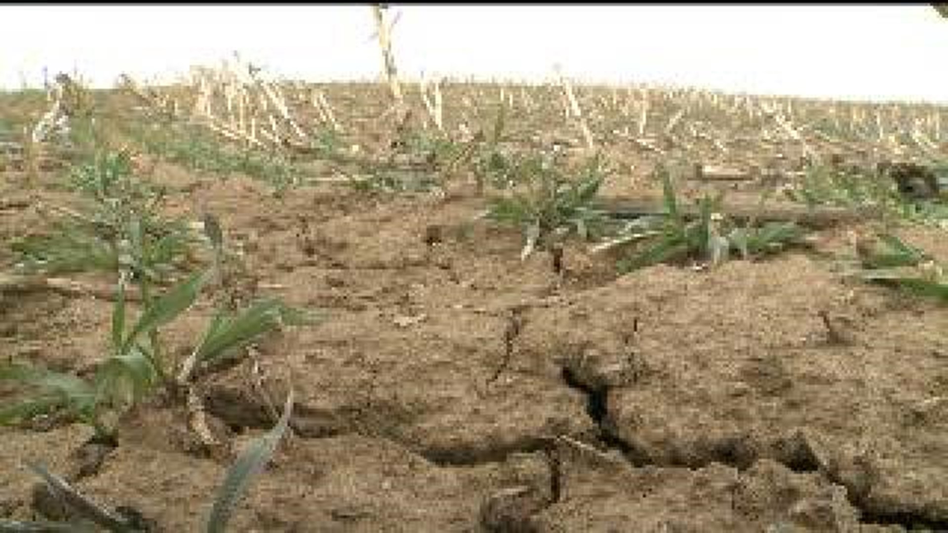 Farmers say fields are simultaneously too wet and too dry