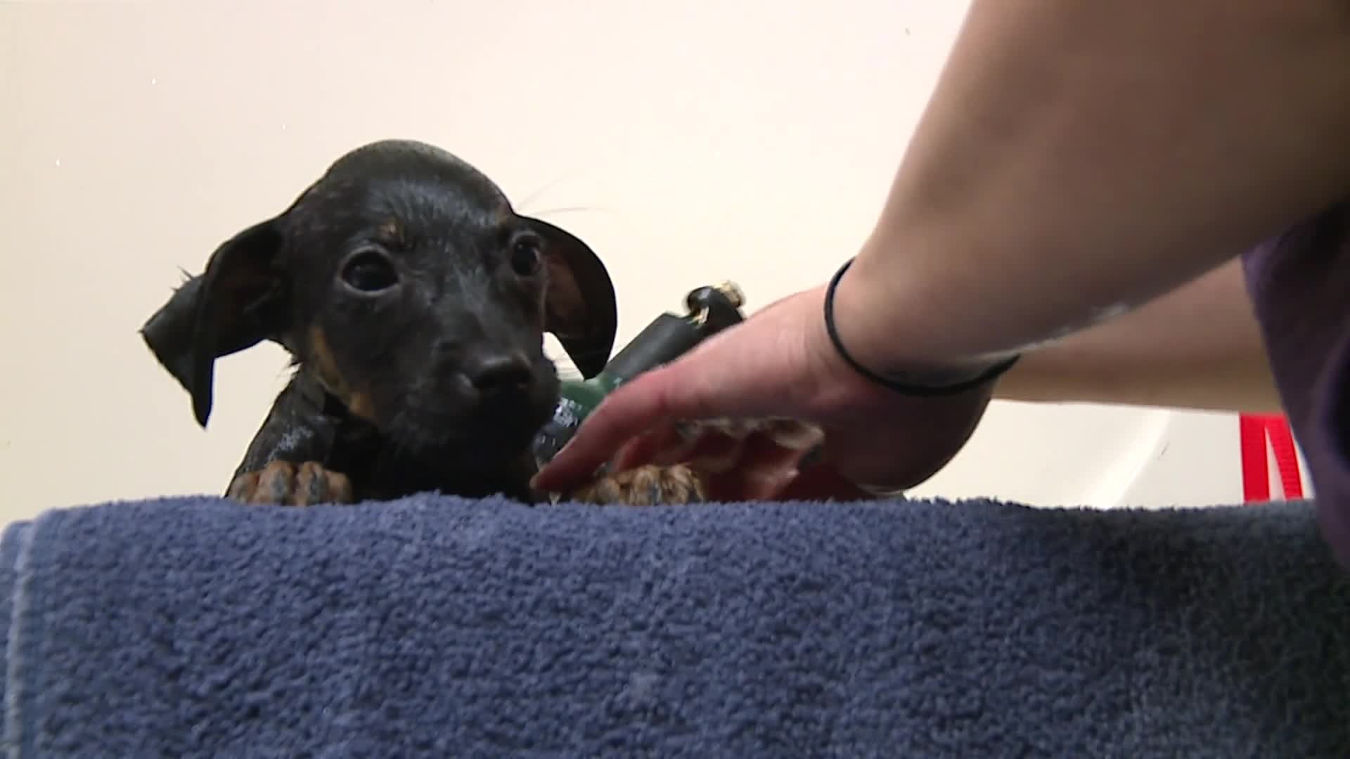 Rescue dogs get a second chance