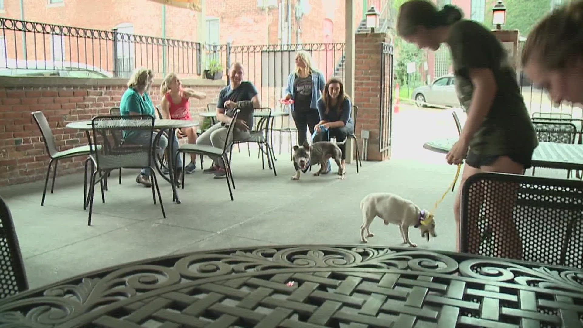 WATCH FDA says it's Pawsitively safe to bring dogs to restaurant