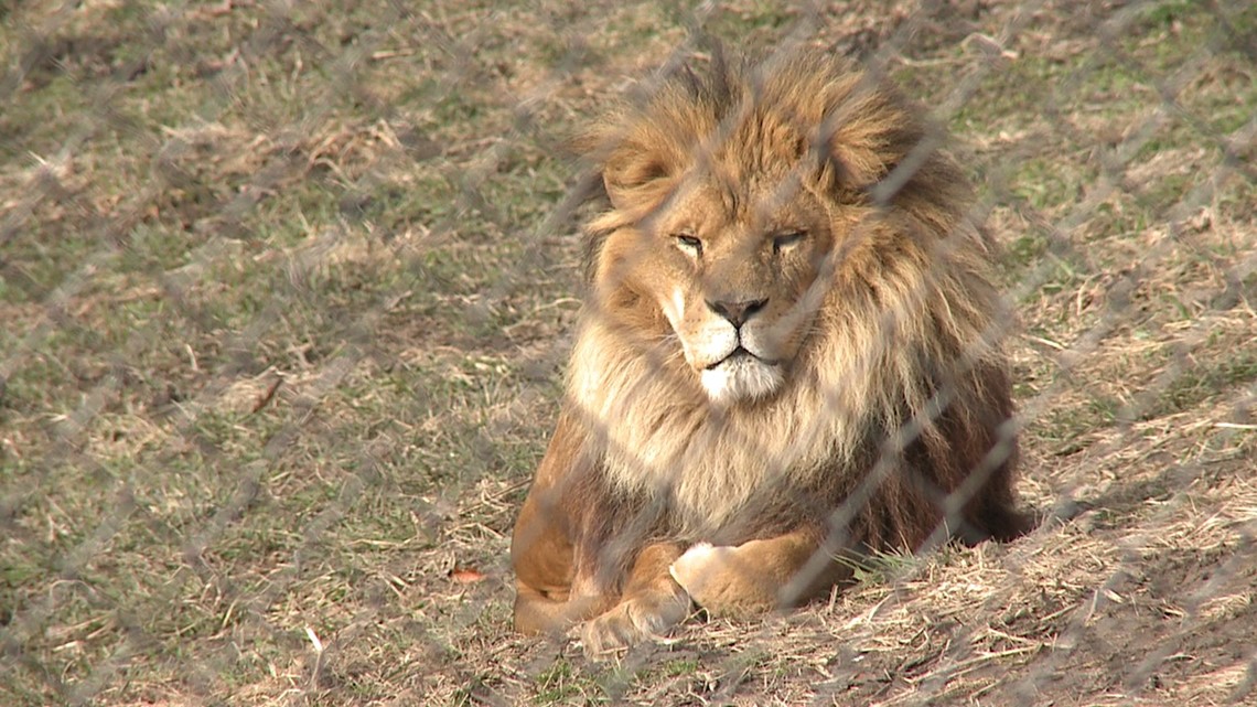 Niabi Zoo closely monitoring health of Mufasa the lion