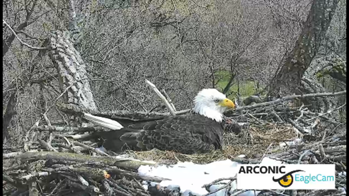 Arconic eagle nest has first hatch of the season | wqad.com