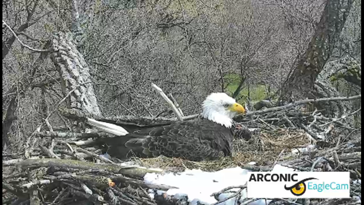 Arconic eagle nest has first hatch of the season | wqad.com