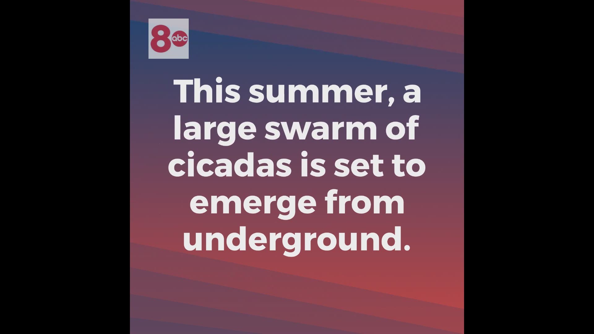 Poised to come up from the ground, a large swarm of Cicadas that have been underground for 17 years is expected this summer.