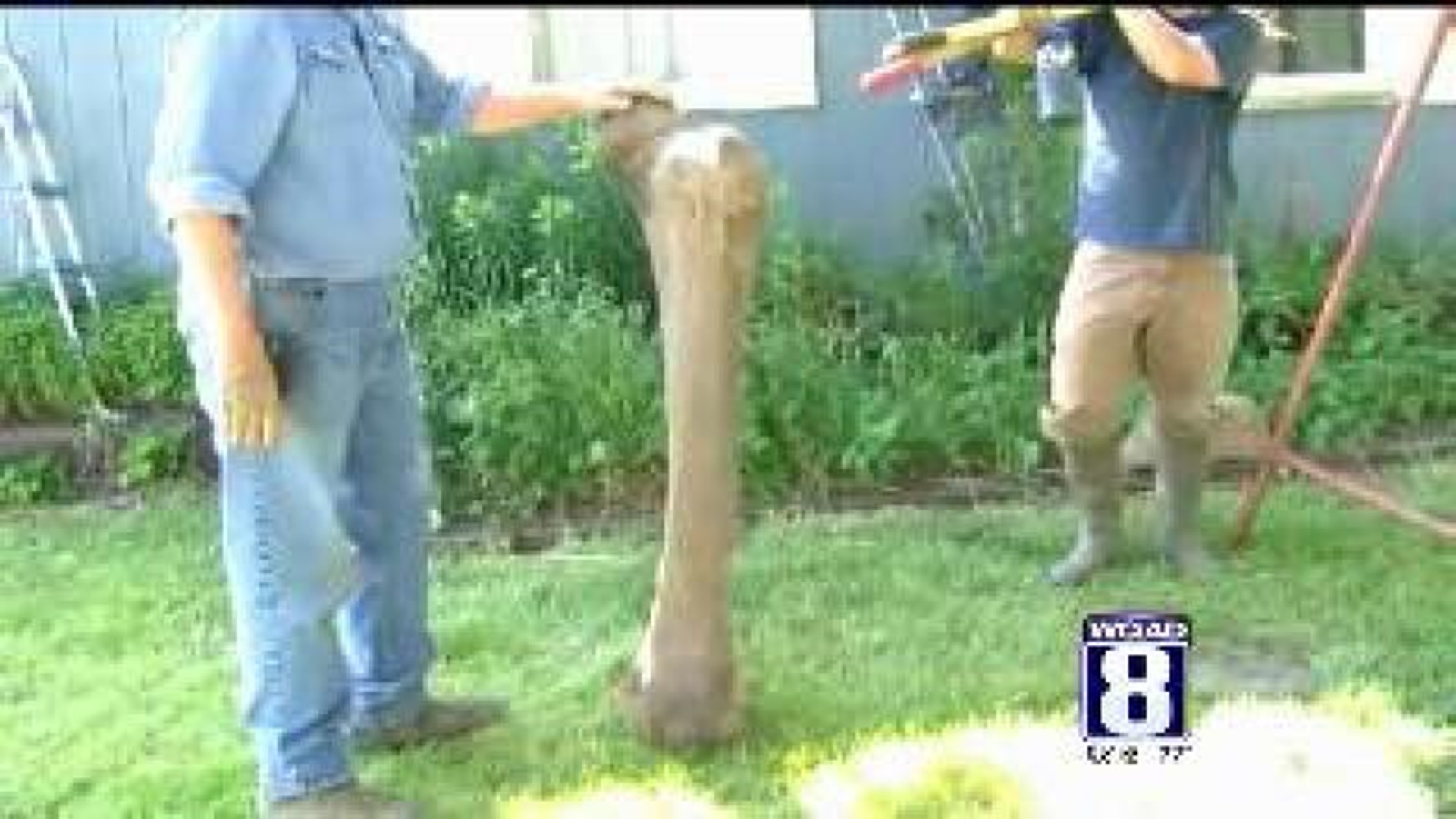 Wooly Mammoth bones on display in Keokuk County