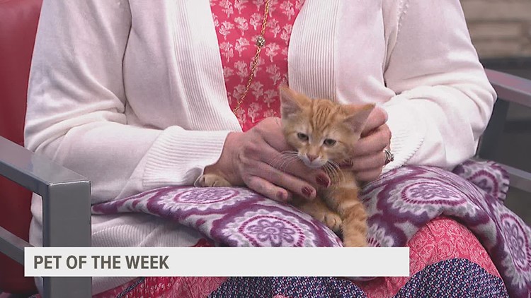 PET OF THE WEEK: Meet Gibson the kitten
