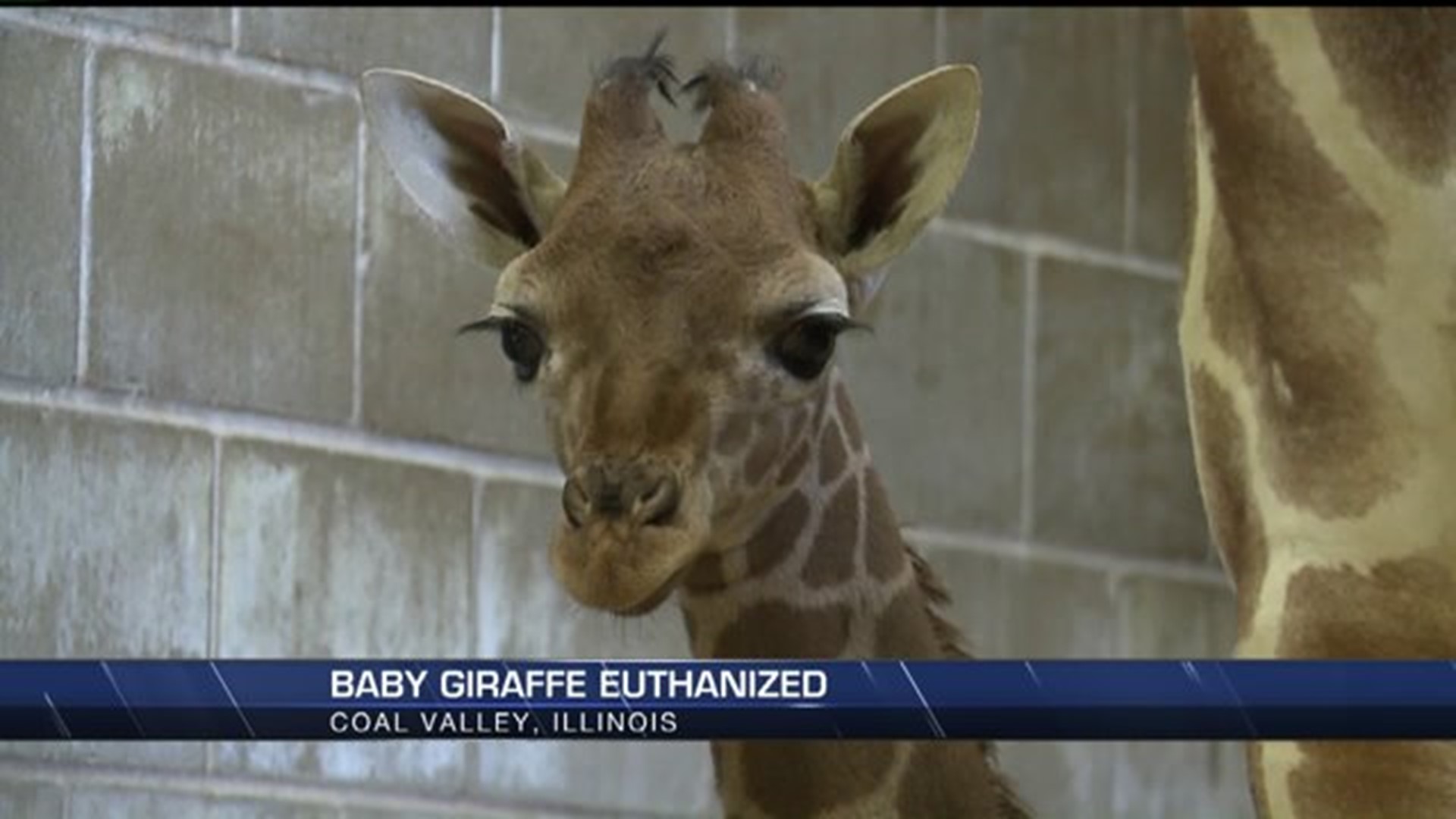 Niabi Zoo’s baby giraffe euthanized | wqad.com