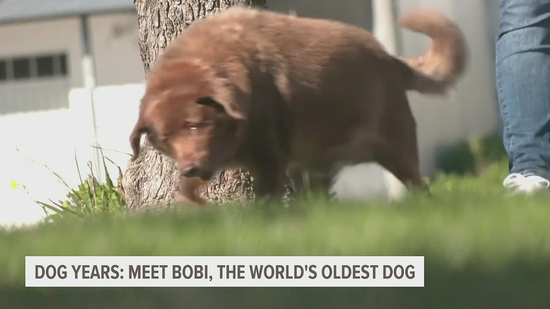 Two weeks after a 23-year-old chihuahua mix from Ohio was named the world's oldest living dog, he's been bumped from the top spot by a much older dog.