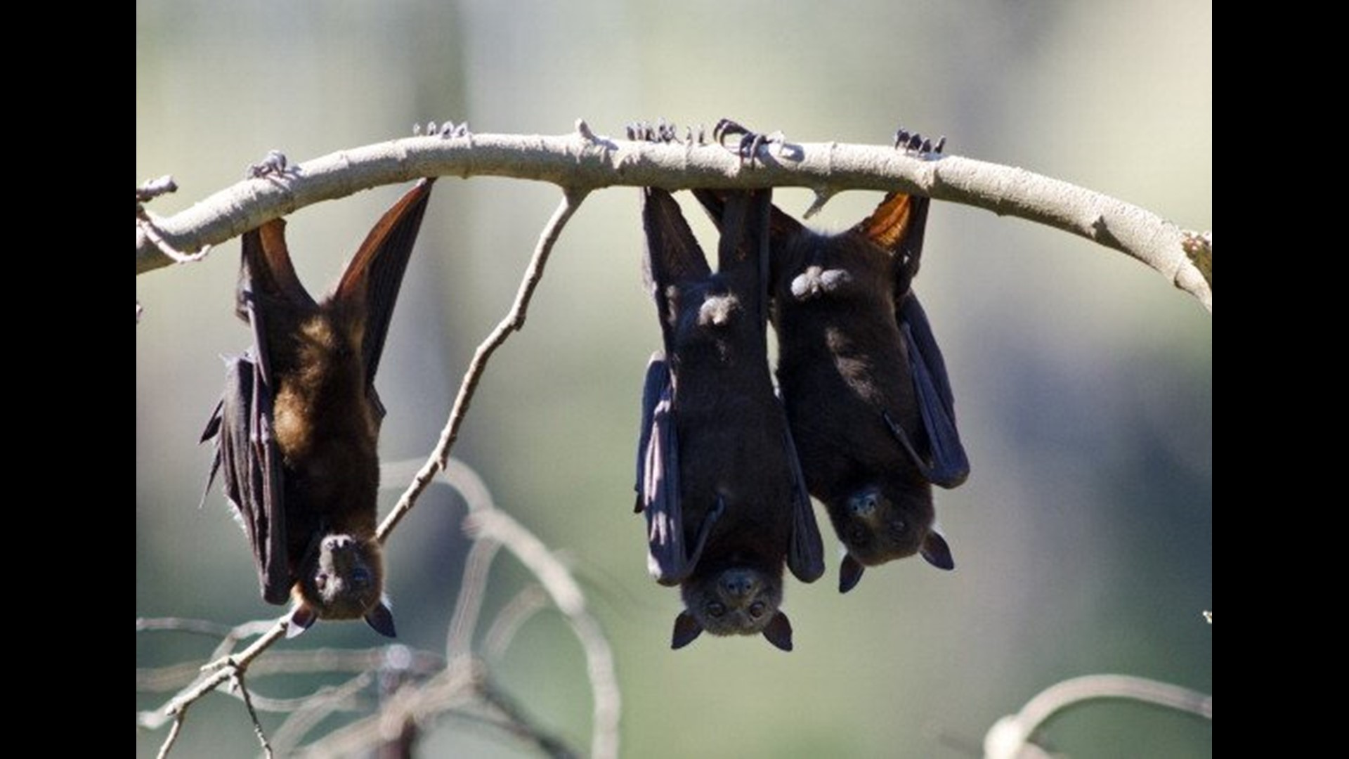 Most rabies infections in the United States come from bats, CDC says