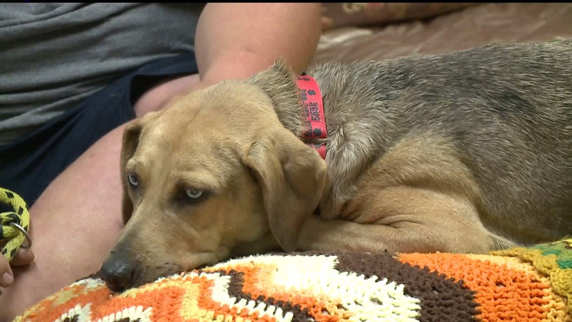 Employees spend the night at Knox County animal shelter | wqad.com