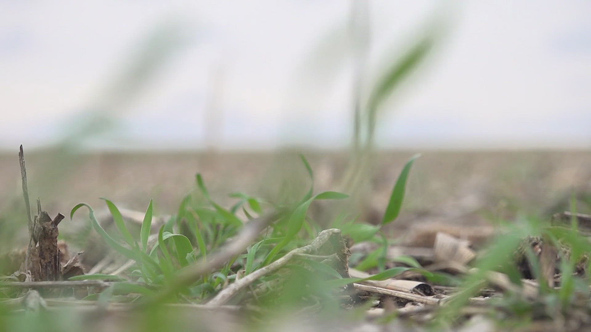 Cover crops help avoid soil erosion and runoff. Gov. JB Pritzker is proposing a 31% funding cut to a program that helps offset the cost for farmers. 