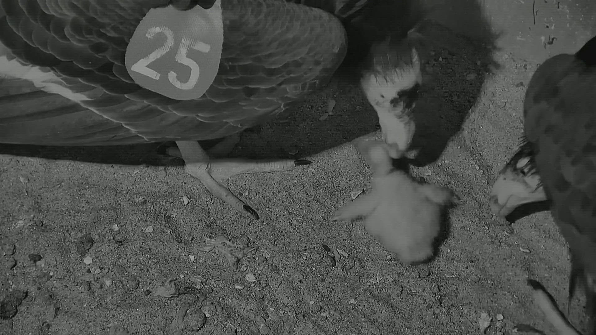 A newborn Cali Condor hatched at the San Diego Zoo. The chick is one of 214 California Condors in captivity. The animal is critically endangered.