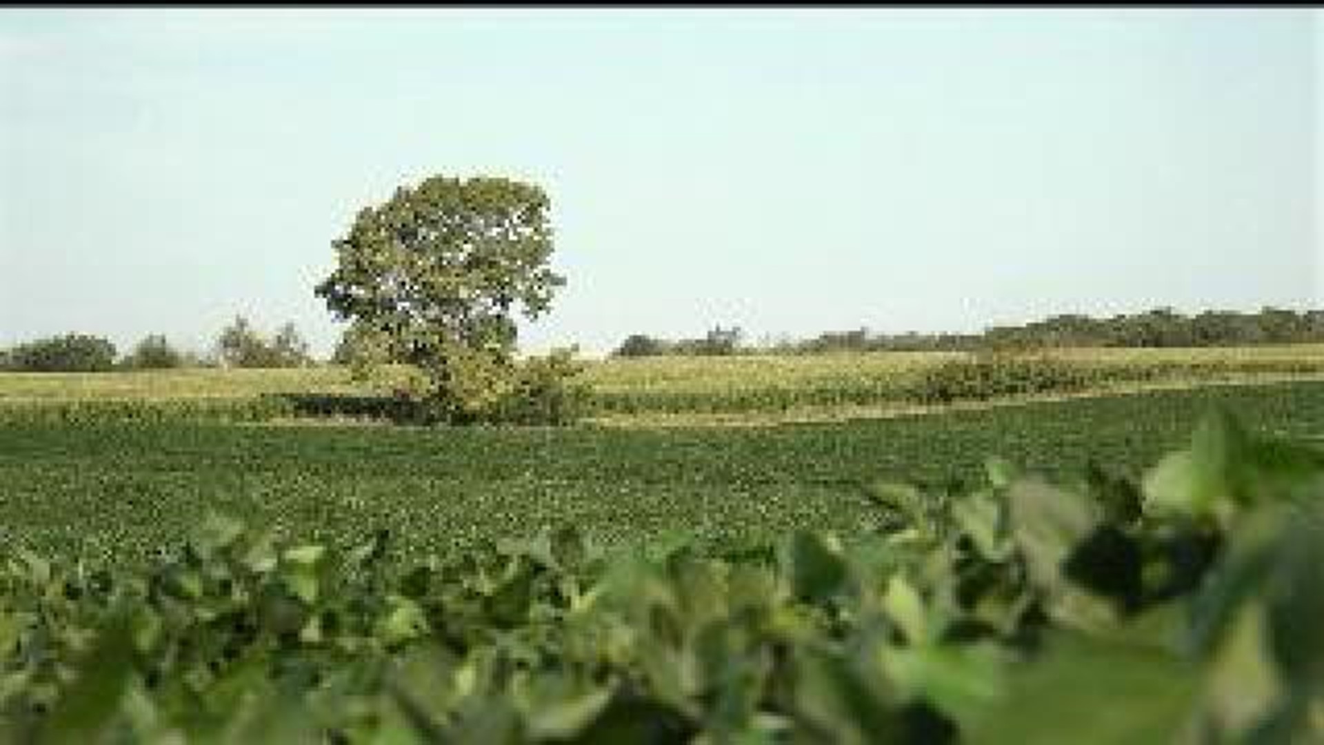 Illinois crop production