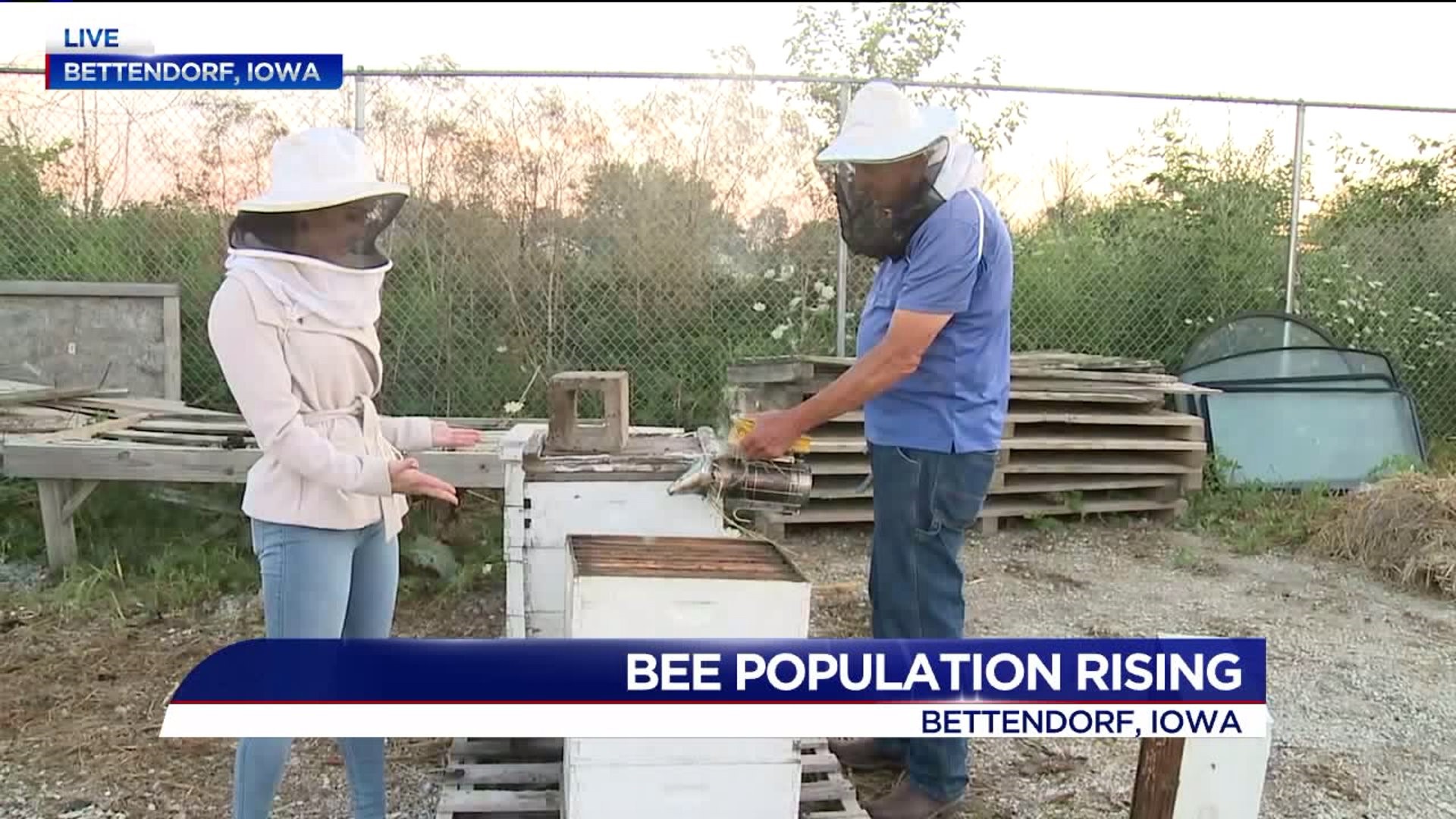 Bee populations rising