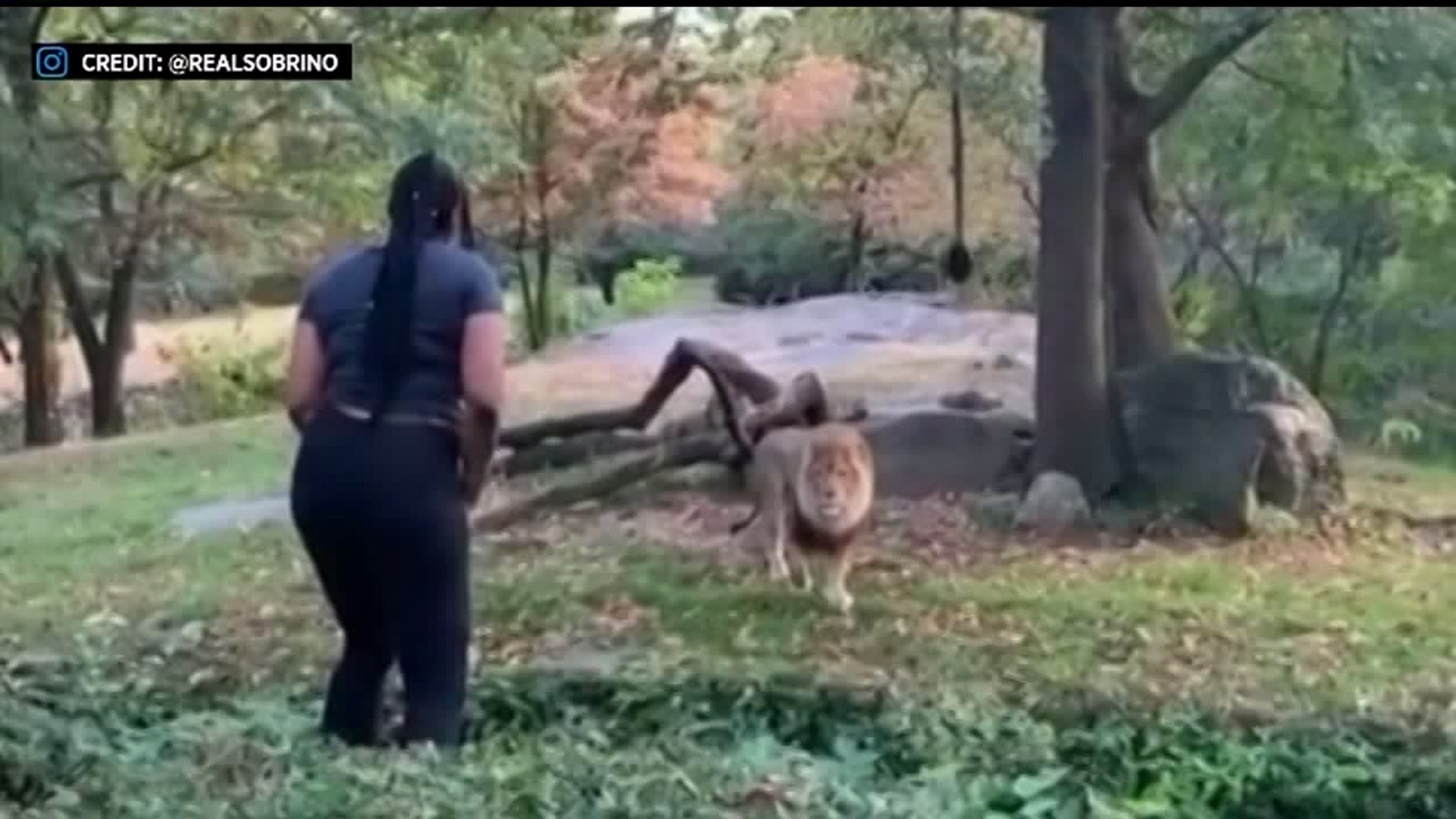 Woman enters New York zoo`s lion exhibit
