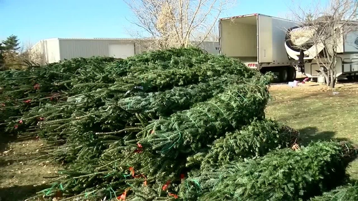 Christmas tree shortage has familyowned lots worried about future