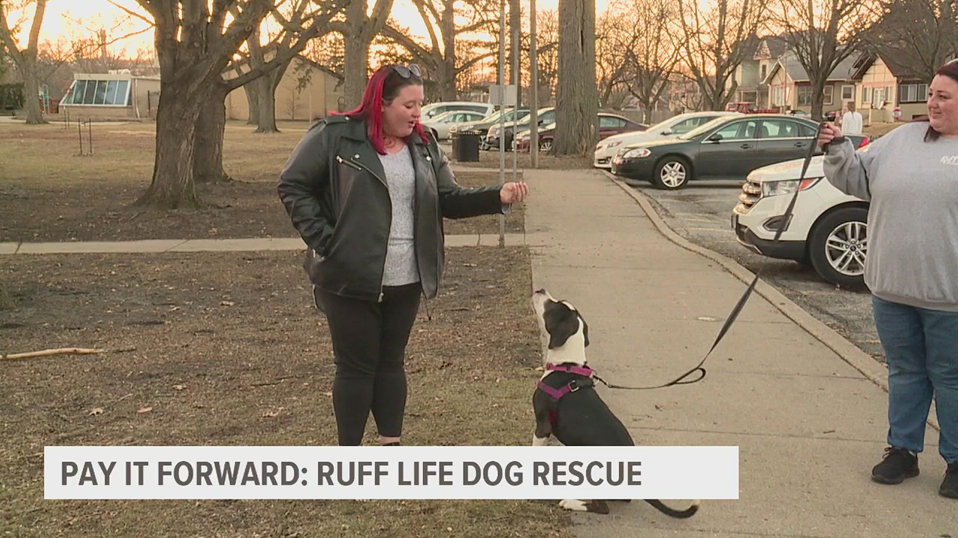 Ruff Life Dog Rescue's goal is to reduce the number of dogs living on the streets or placed in shelters through foster homes.