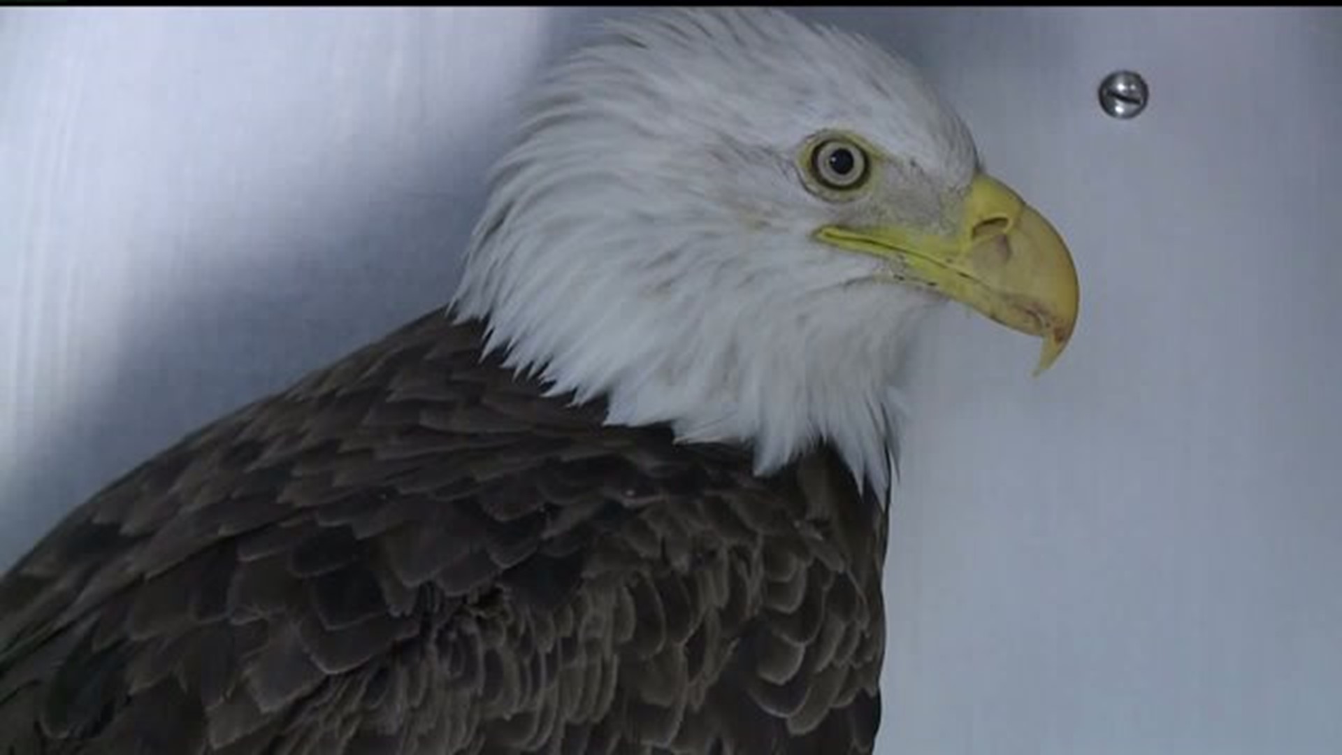 Rescued bald eagle receives veterinary care